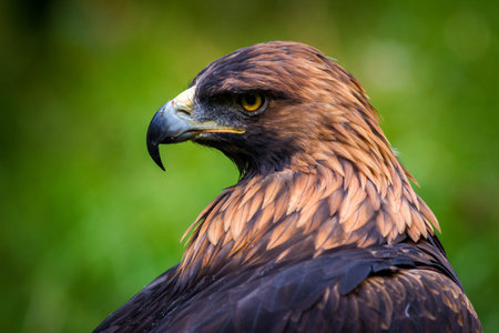 Portrait of a Golden Eagle (Aquila chrysaetos)の写真素材