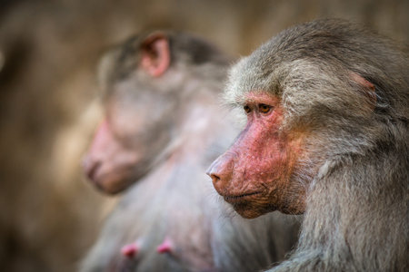 Monkey family in a natural setting, close-up portrait.の写真素材