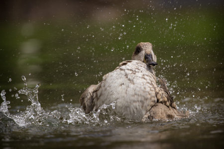 duck taking a bath in a lake with splashes of waterの写真素材