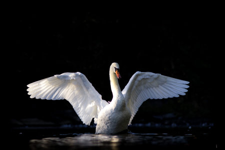 Mute swan, Cygnus olor, single bird on water, Warwickshireの写真素材