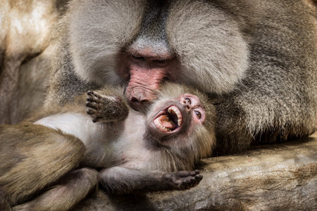 Baboon baby is playing with his mother in the zoo.の写真素材