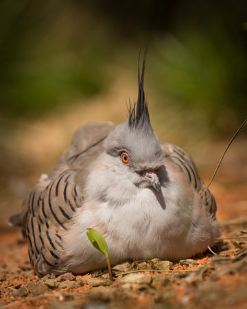 Crested cuckoo (Cuculus canorus)の写真素材