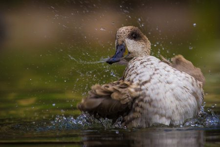 Duck splashing in the water with a splash of water.の写真素材
