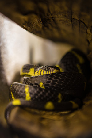 Yellow and black striped snake in a cave. Selective focus.の写真素材