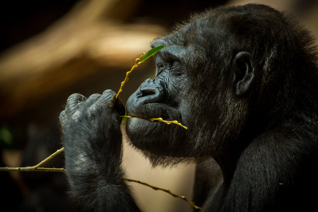 Portrait of a female gorilla eating a green leaf in a zooの写真素材