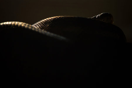 Close-up of a snake on a dark background. Horizontal