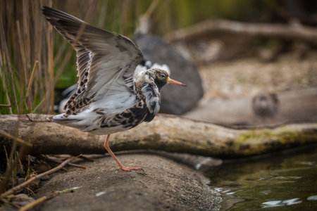 Red-throated Sandpiper, Calidris alba, single bird by water