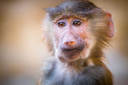 Portrait of a monkey at Khao Yai National Park, Thailandの写真素材