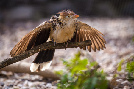 Red-billed hornbill in its natural enviromentの写真素材