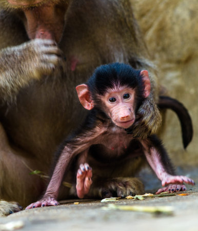 Baby baboon with his mother in the zoo, Thailand.の写真素材