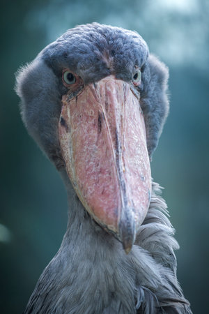 Portrait of a Shoebillの写真素材