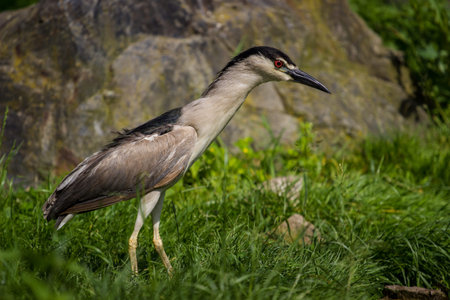Black-crowned night heron (Nycticorax nycticorax)の写真素材
