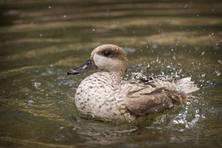 Northern pintail (Anas platyrhynchos)