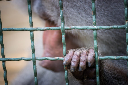 monkey in a cage at the zoo in Thailand, animal in captivityの写真素材