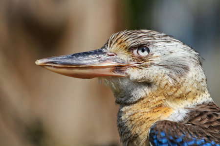 Closeup portrait of a blue-winged kookaburra
