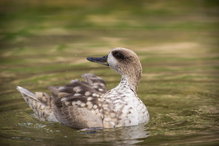 Northern pintail, Anas acuta, single female on water, UKの写真素材