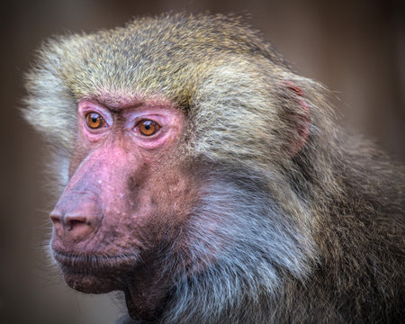 Portrait of Hamadryas baboon (Papio hamadryas)の写真素材
