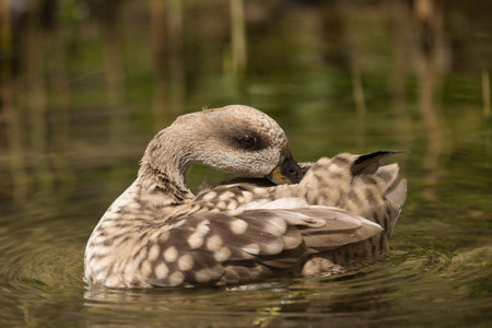 Pair of Duck (Anas platyrhynchos)の写真素材