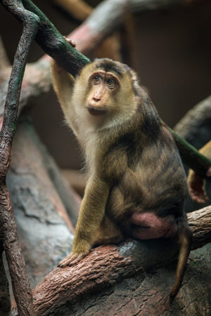 monkey sitting on a tree branch and looking at the camera in the zoo
