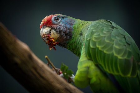 Parrot sitting on a tree branch and eating.の写真素材