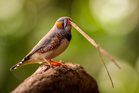 Zebra Finch (Lonchura punctata) in natureの写真素材