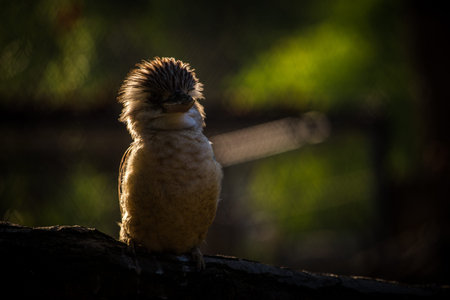 Australian kookaburra in a park in Melbourne, Australiaの写真素材