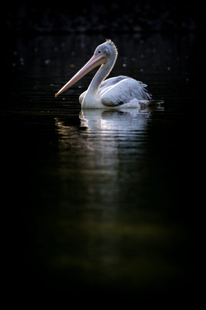 Pelican (Pelecanus onocrotalus) swimming in the waterの写真素材