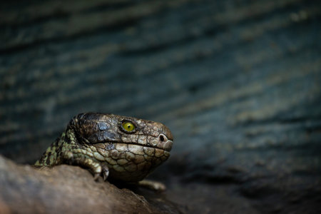 Close-up of a small lizard on a rock in the forestの写真素材