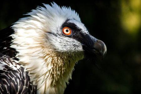 Portrait of a white-headed vulture (Haliaeetus albicilla)の写真素材