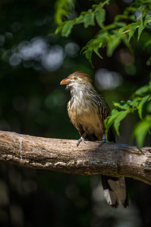 Crested Babbler Bird perching on a tree branchの写真素材