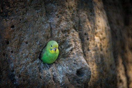 Green budgerigar sitting on a rock.