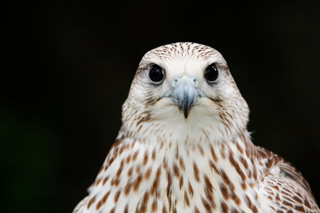 Peregrine Falcon (Falco peregrinus)の写真素材