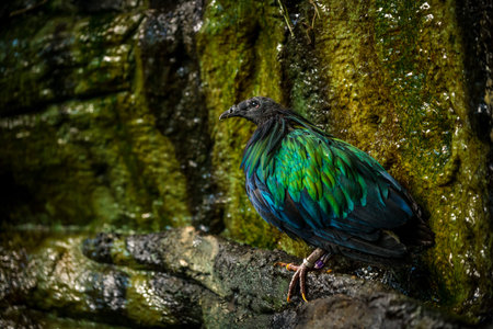 Pigeon on a rock in the rainforestの写真素材