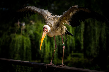 Yellow stork (Mycteria ibis) in the zooの写真素材