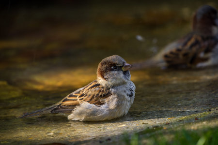 House Sparrow (Passer domesticus) is a small passerine bird in the sparrow family.の写真素材