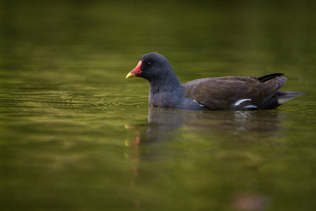 Common moorhen, Gallinula chloropus, single bird on water, Warwickshireの写真素材
