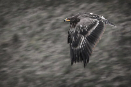 White tailed Eagle (Haliaeetus albicilla)の写真素材