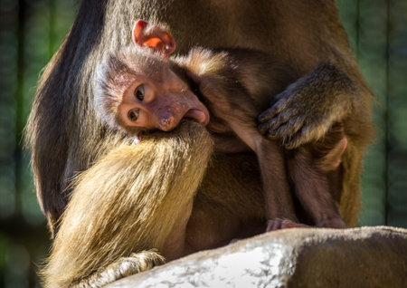 Baby Hamadryas baboon with mother in the zoo.の写真素材