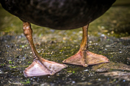 ducks walk on the ground in the park, close-upの写真素材