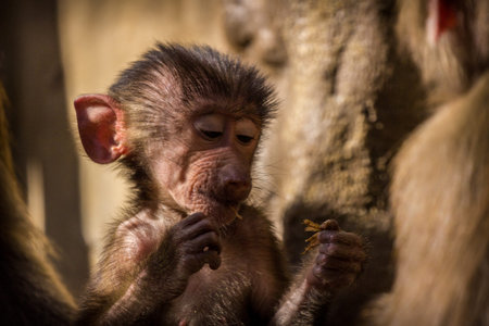 Baby baboon in Chiang Mai, Thailand.の写真素材