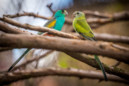A pair of green and blue parrots sitting on a tree branch