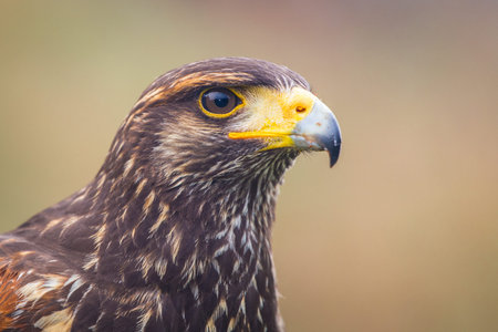 Close up of a red-tailed hawk (Buteo jamaicensis)の写真素材
