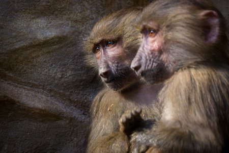 Baboon baby and mother in the zoo. Animal portrait.の写真素材