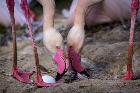 Flamingo with eggs in its beak, Camargue, Franceの写真素材