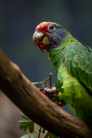 Parrot eating berries from a tree branch in the rainforest.の写真素材
