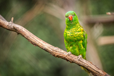 Australian green parrot sitting on a branch in a park in Australiaの写真素材