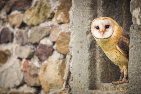 Barn Owl, Tyto alba, sitting on a stone wallの写真素材