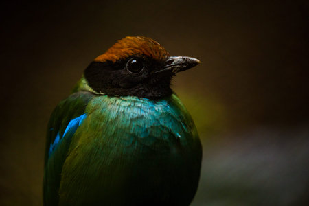 Blue-winged Pitta (Pitta moluccensis)の写真素材