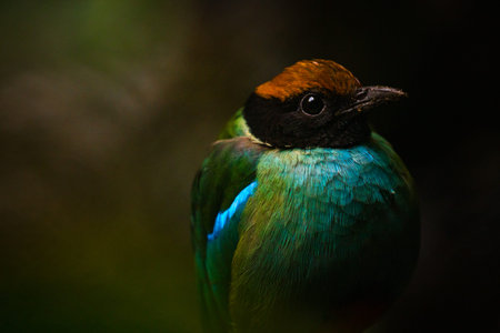 Blue-winged Pitta (Pitta moluccensis)の写真素材