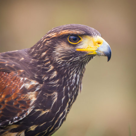 Close up of a Red-tailed hawk (Buteo jamaicensis)の写真素材